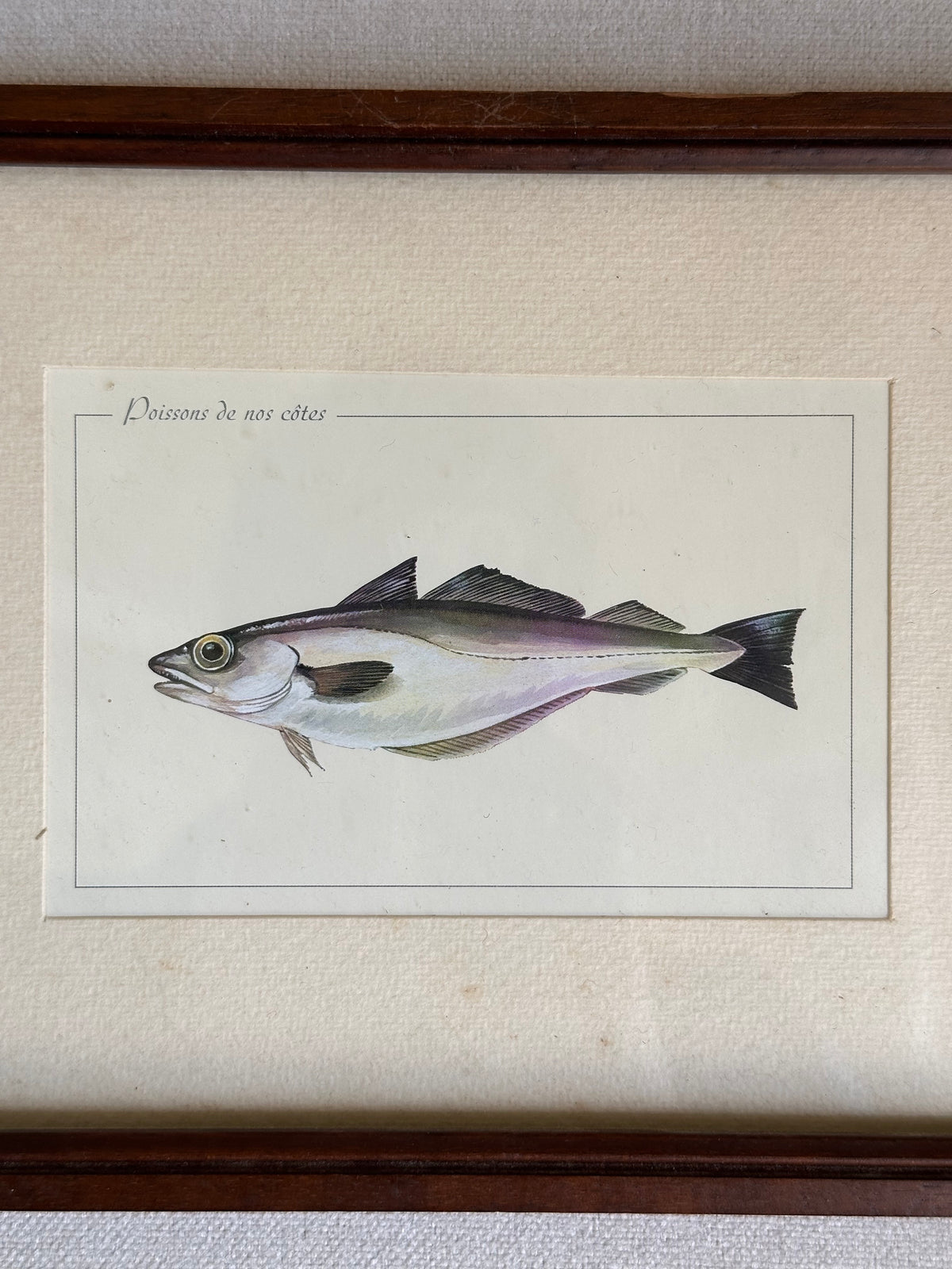 Antique Framed Fish Print - Pollack