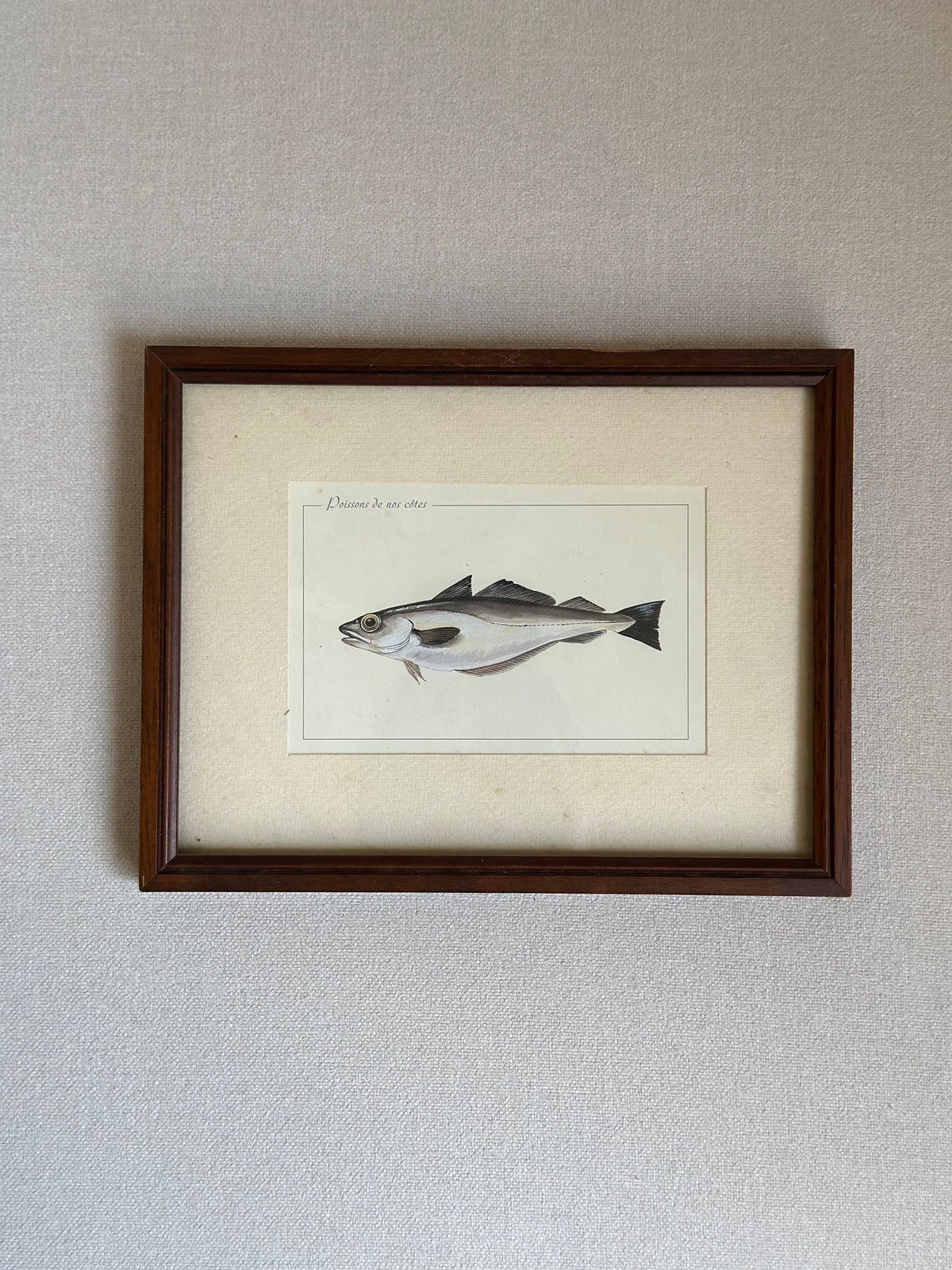 Antique Framed Fish Print - Pollack