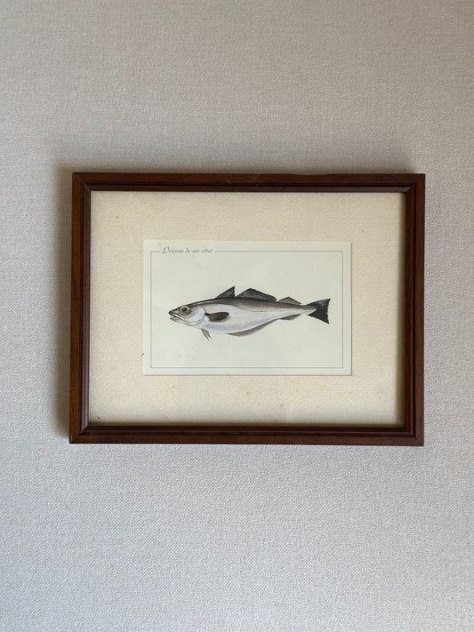 Antique Framed Fish Print - Pollack