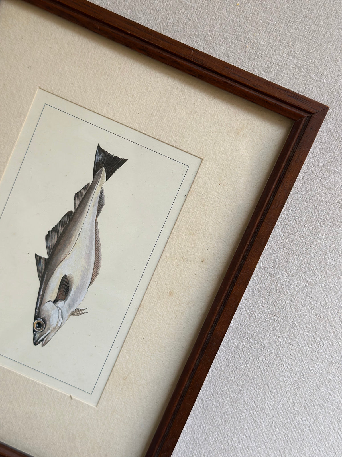 Antique Framed Fish Print - Pollack