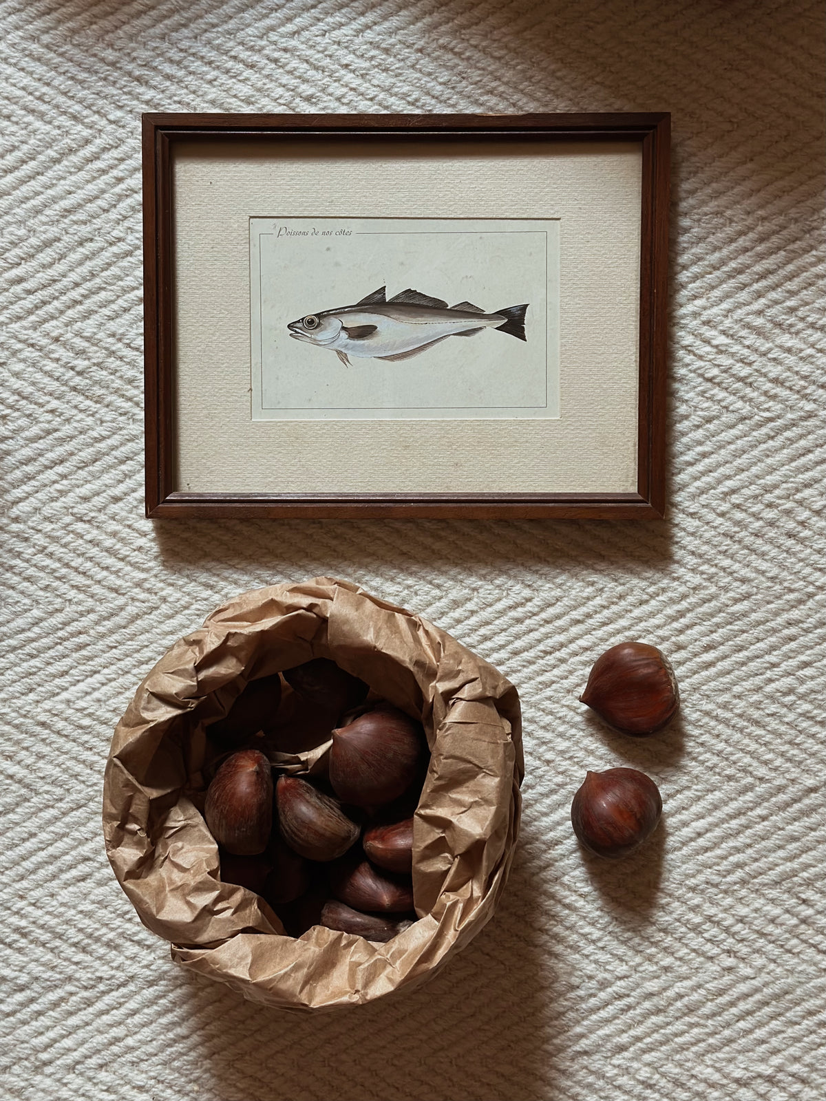Antique Framed Fish Print - Pollack
