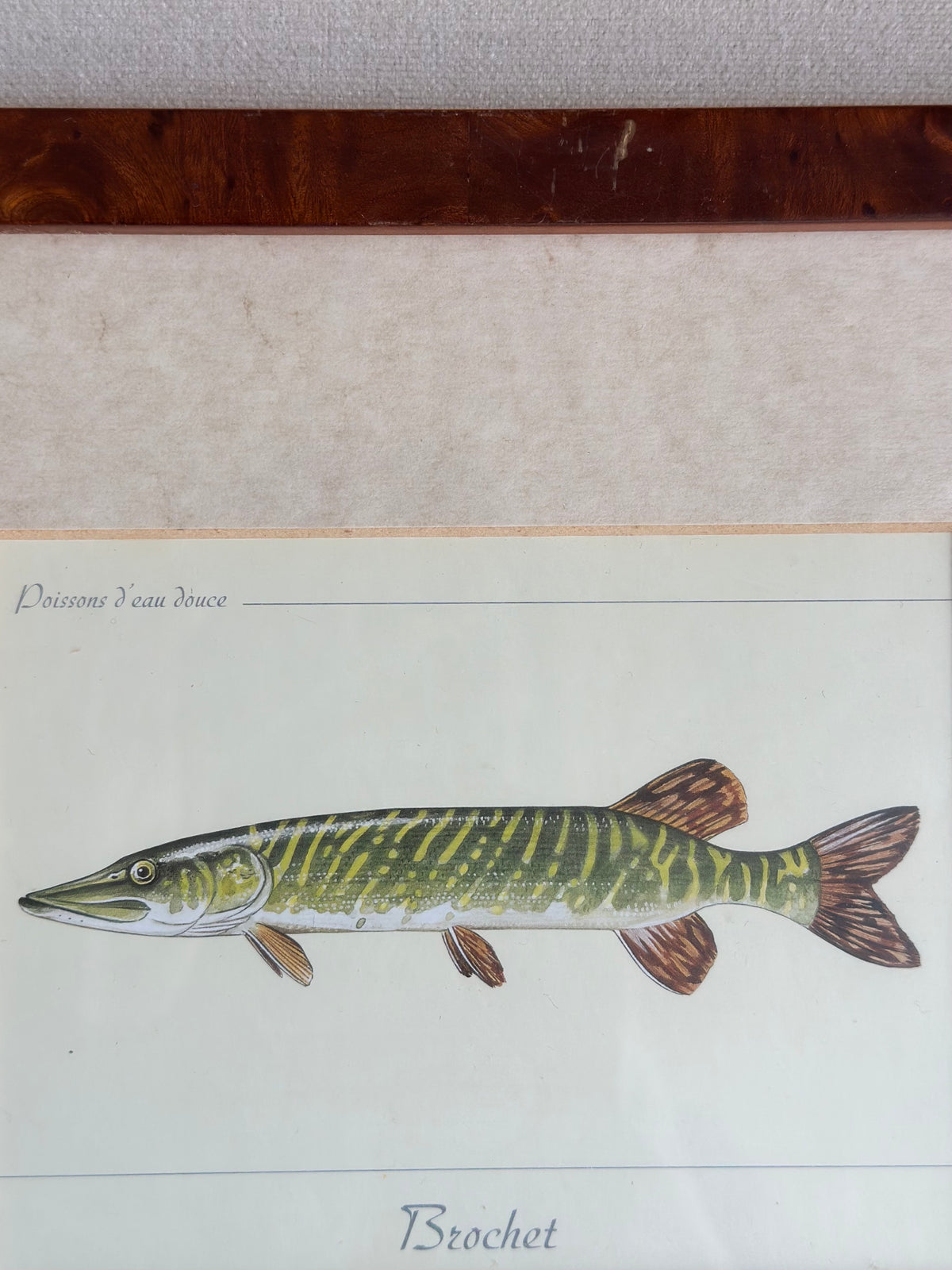 Antique Framed Fish Print - Pike