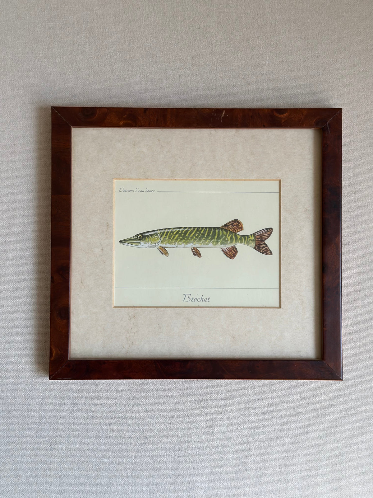 Antique Framed Fish Print - Pike