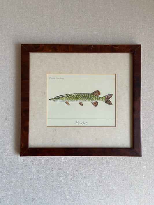 Antique Framed Fish Print - Pike